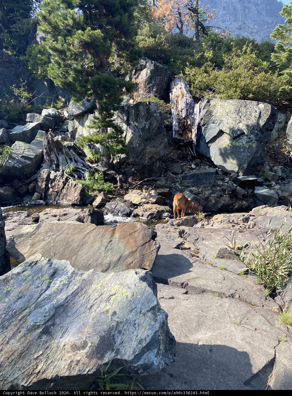 Bear in the Wilderness