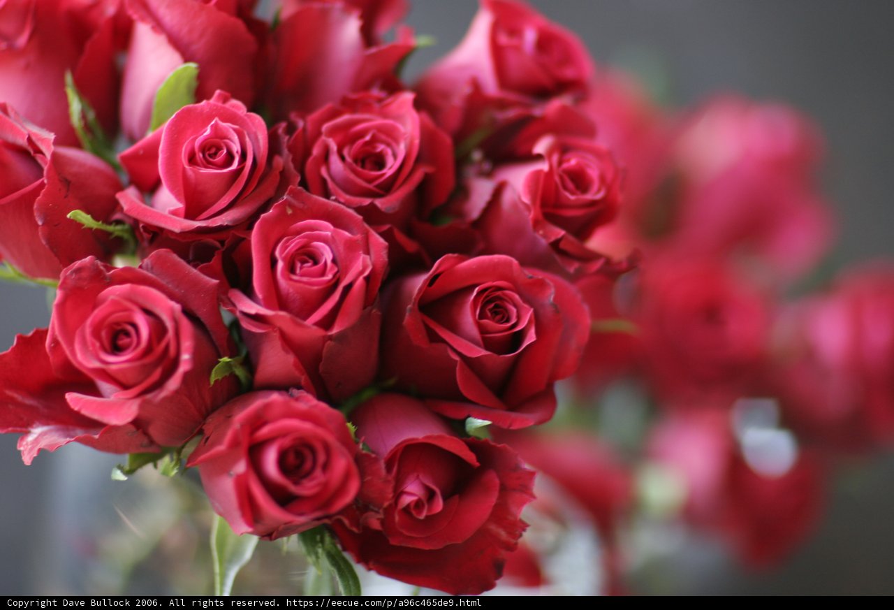 A Dozen of Love