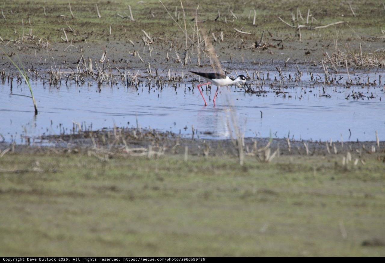 Black-necked Stilt Wading in Flooded Agricultural Field