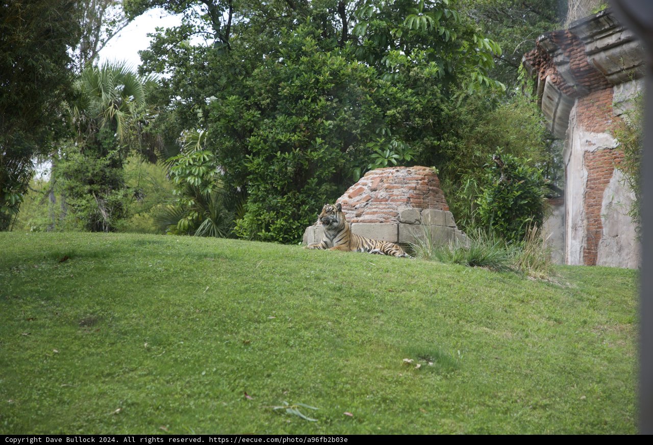 Majestic Stardom at Disneyworld's Animal Kingdom