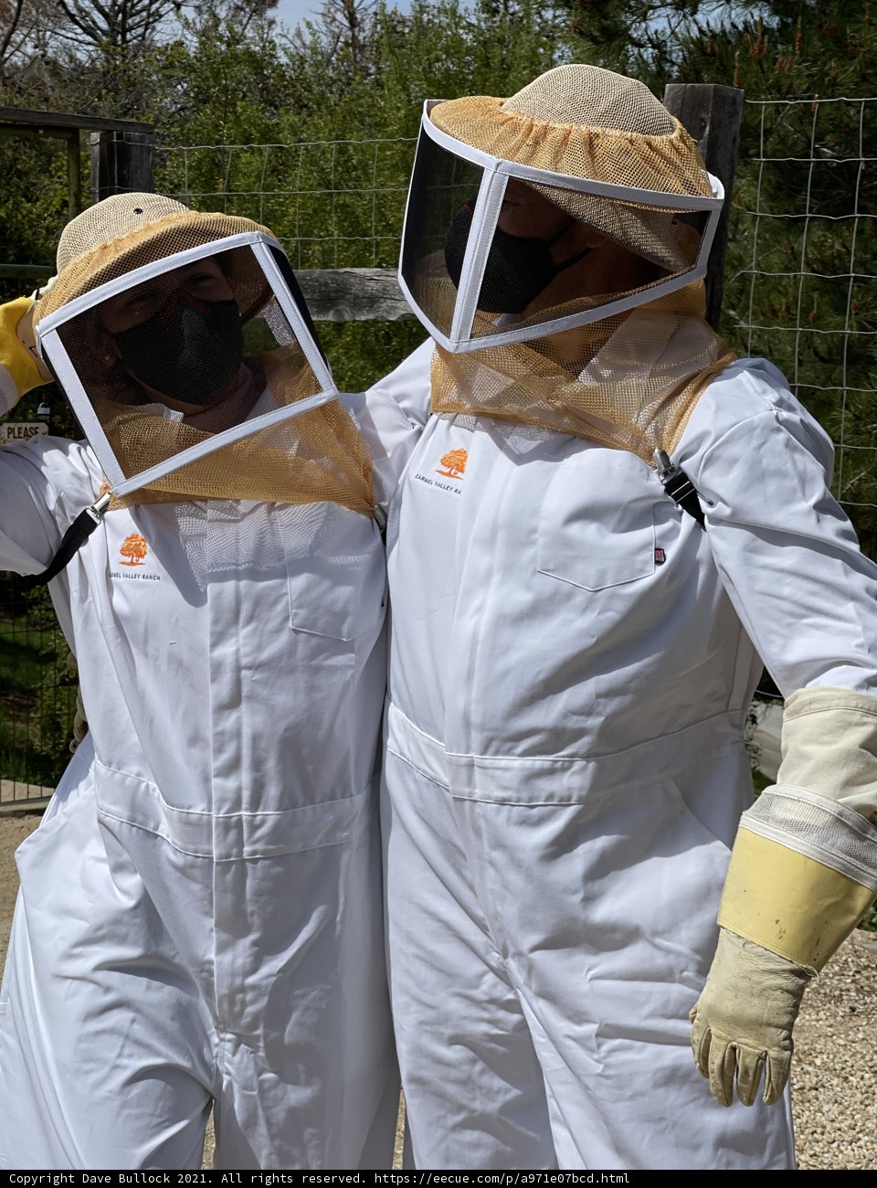 Beekeeping in Carmel