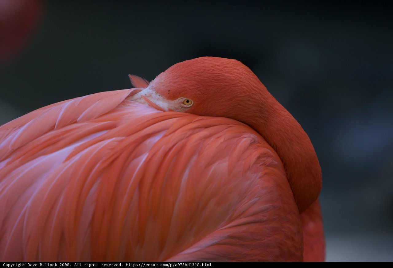 Flamingo's Close-Up