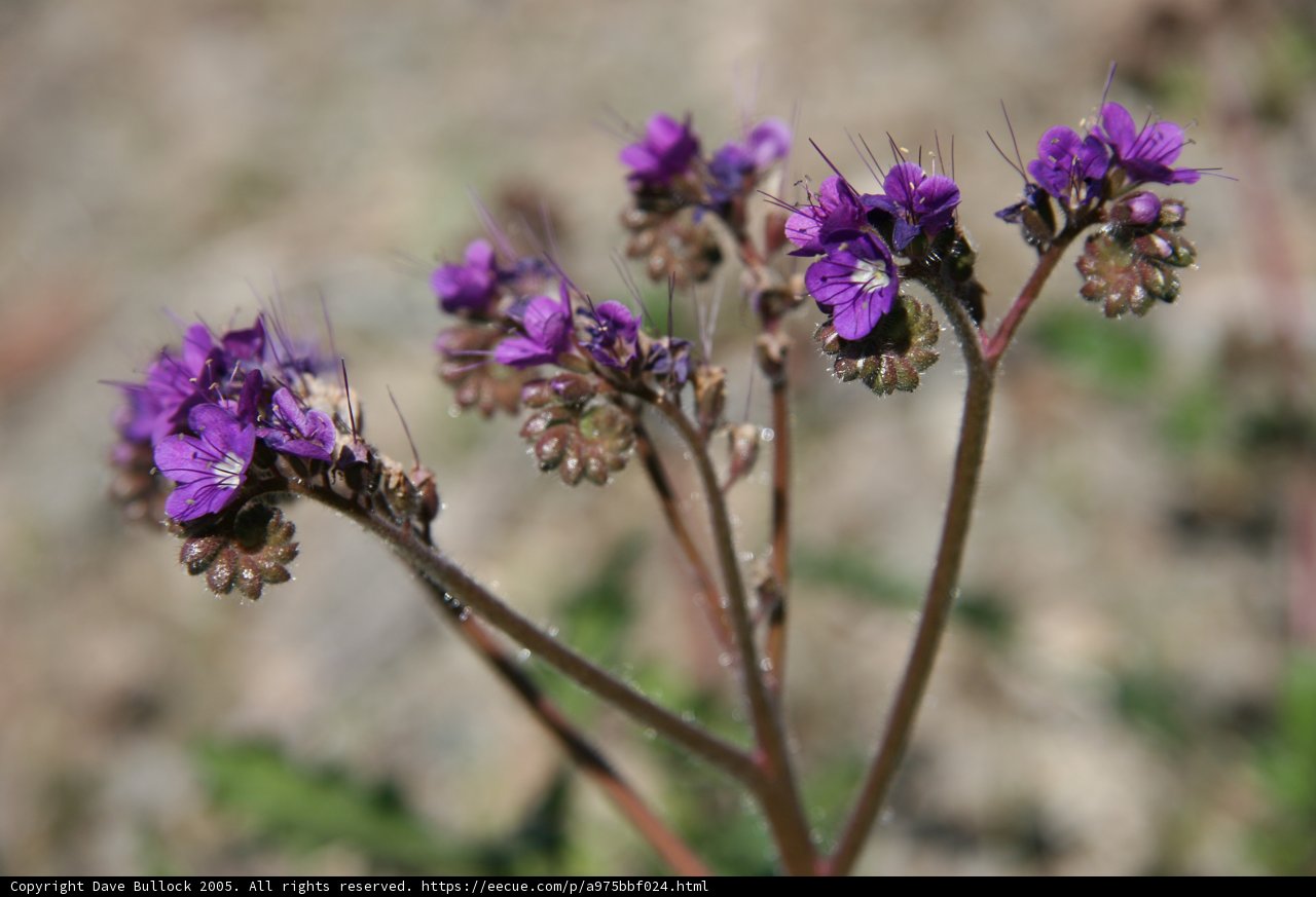 Lavender Bloom