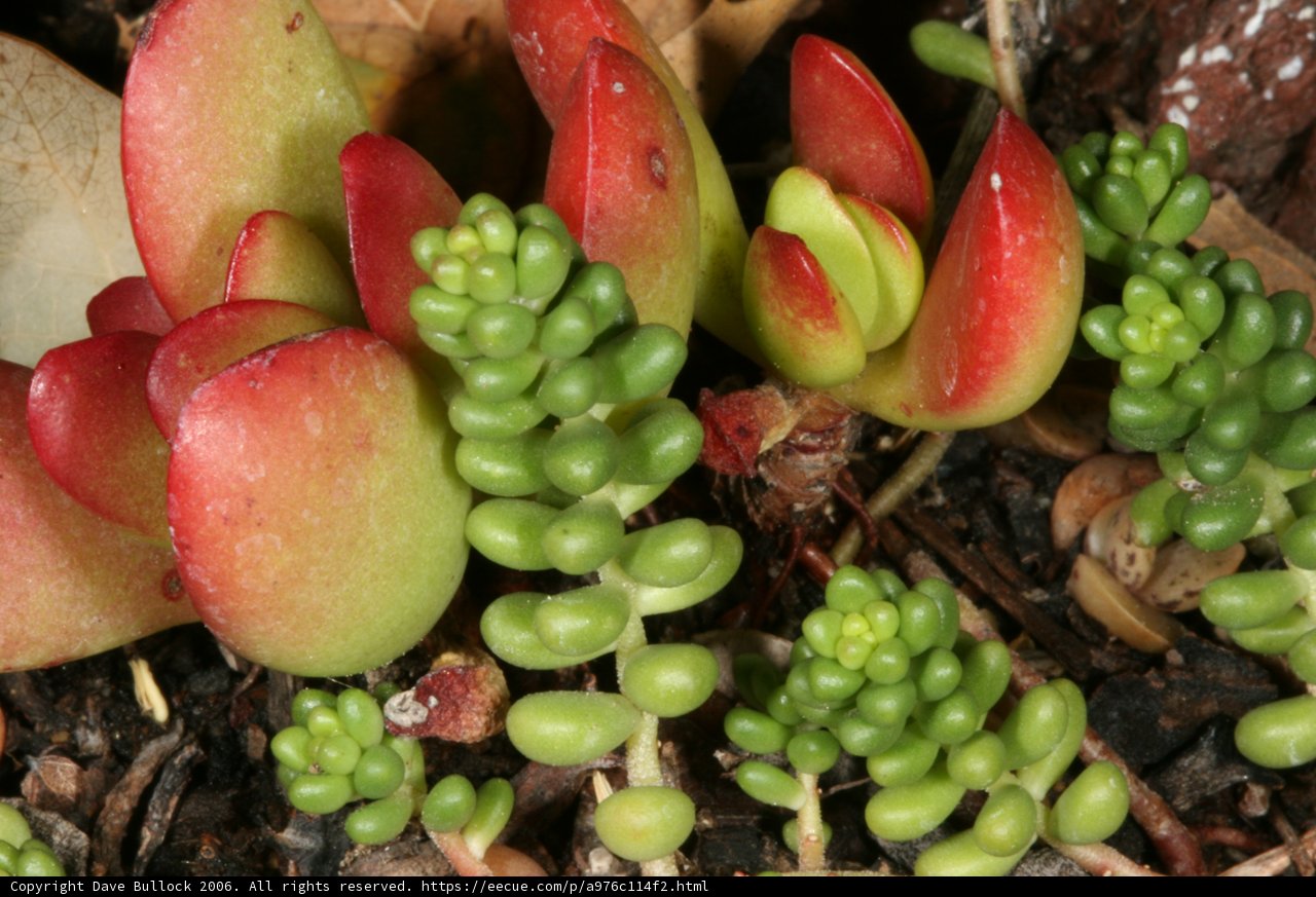 Green and Red Leaves