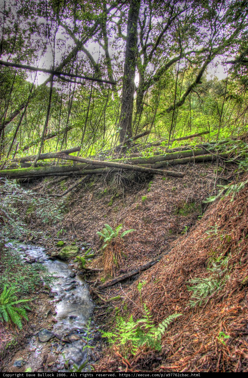 Serene Creek in a Verdant Forest