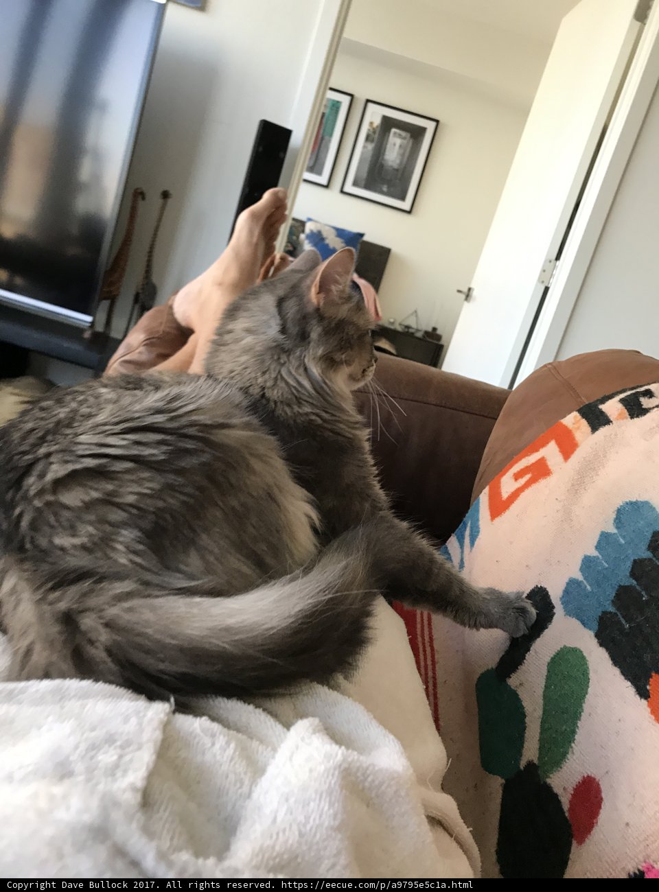 Feline Companionship