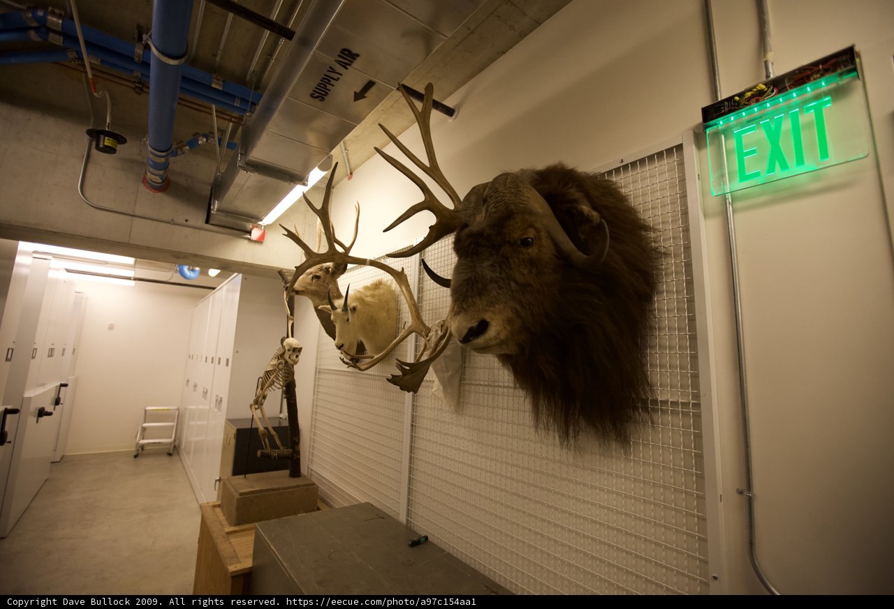 Majestic Hallway Decor