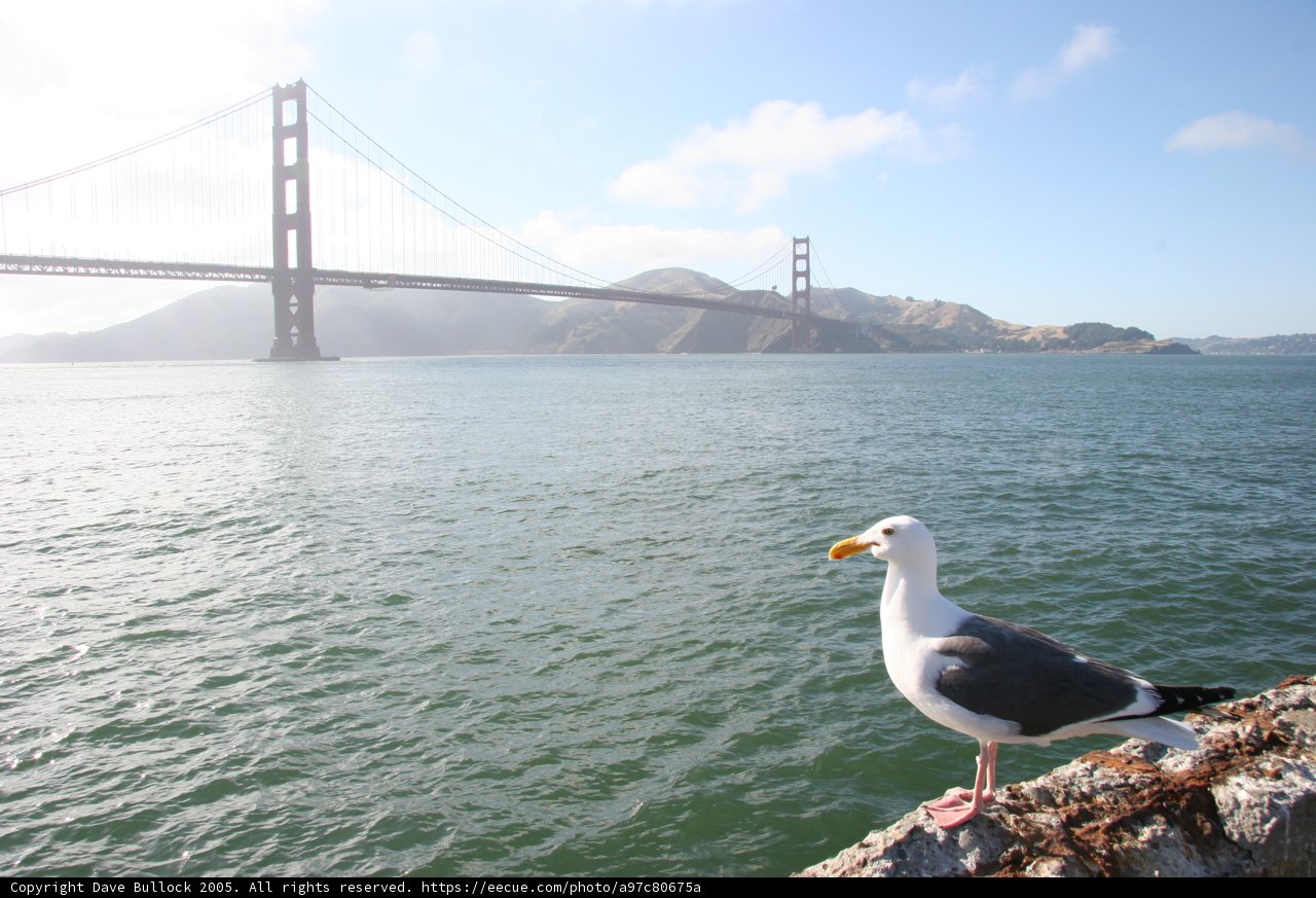 Seagull on a Promontory