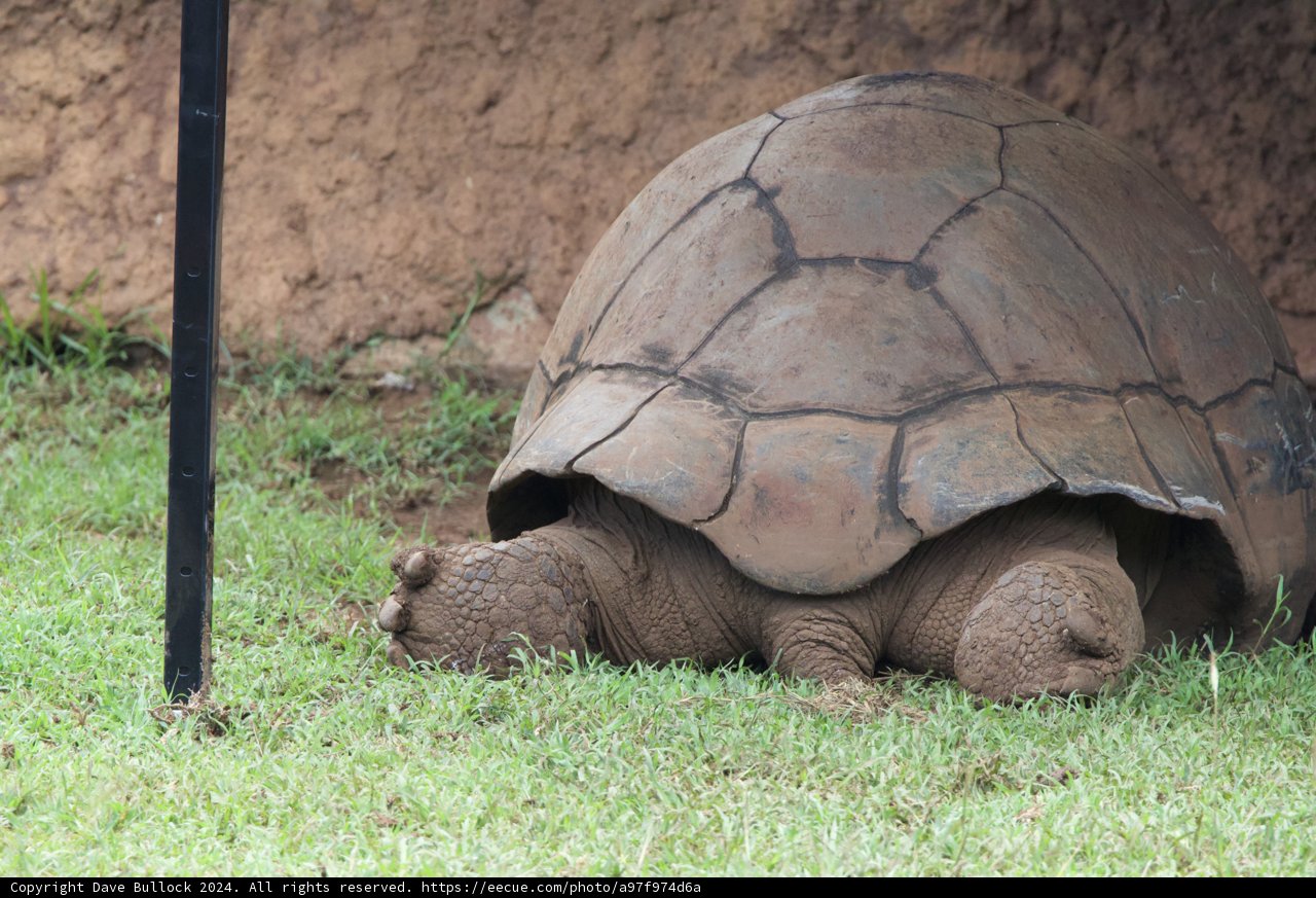 Gentle Giant at Rest