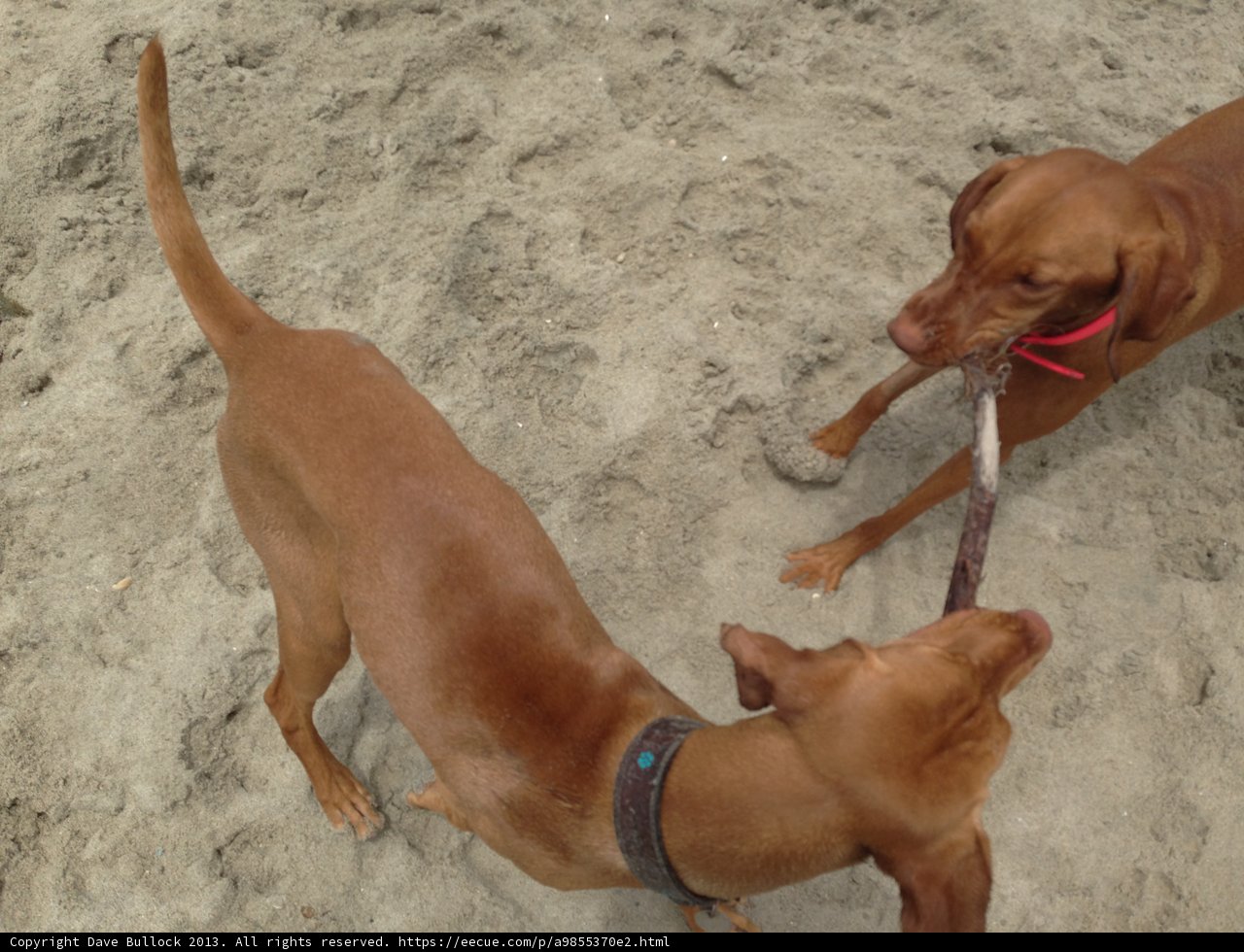 Tug of War Canine Fun