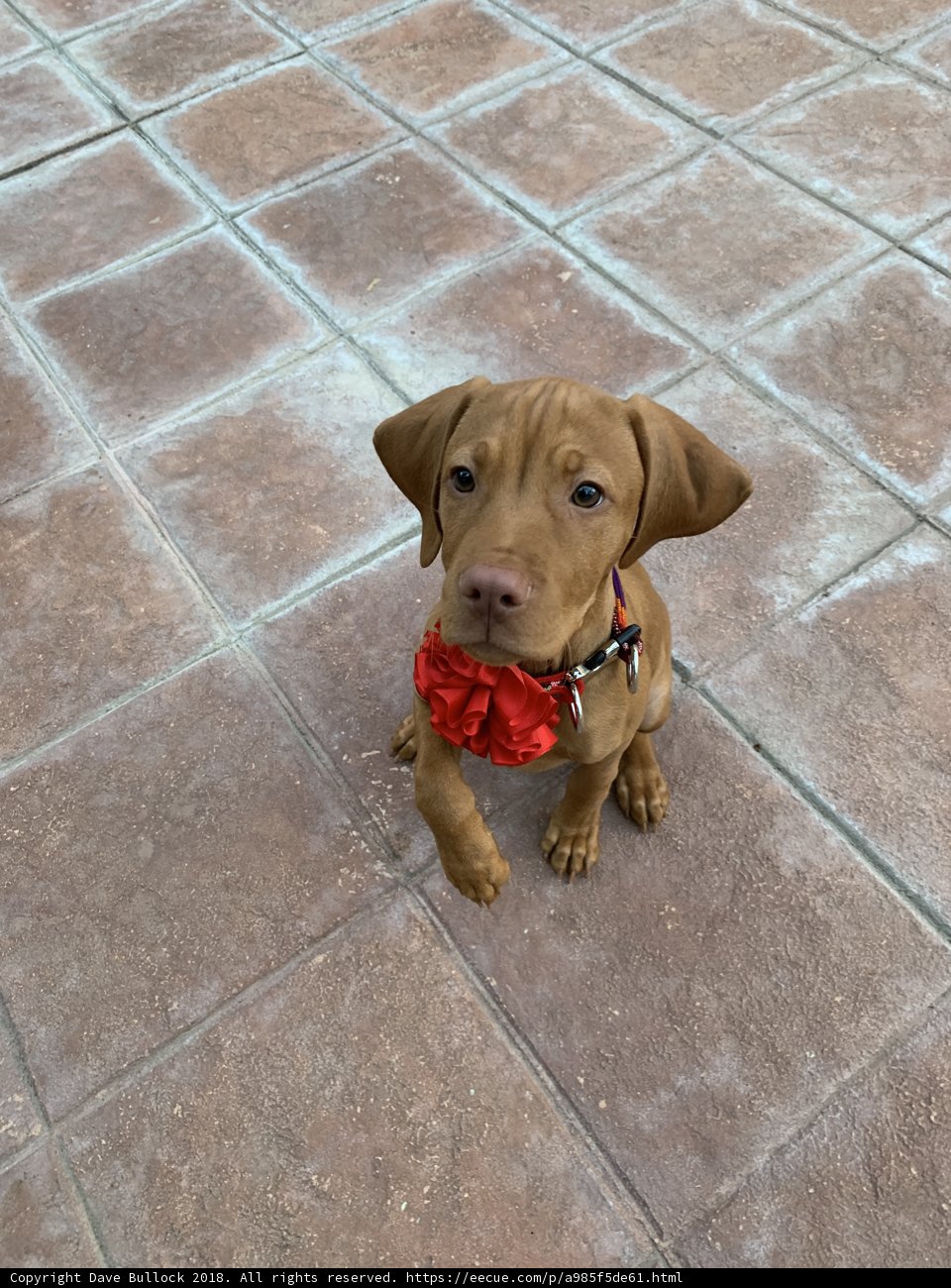 Puppy Paws on Pathway