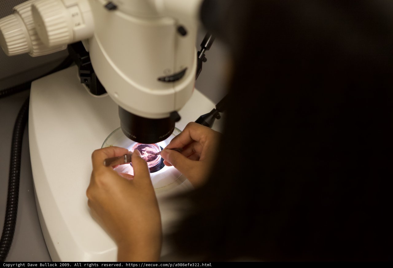 Examining the Tiniest Details