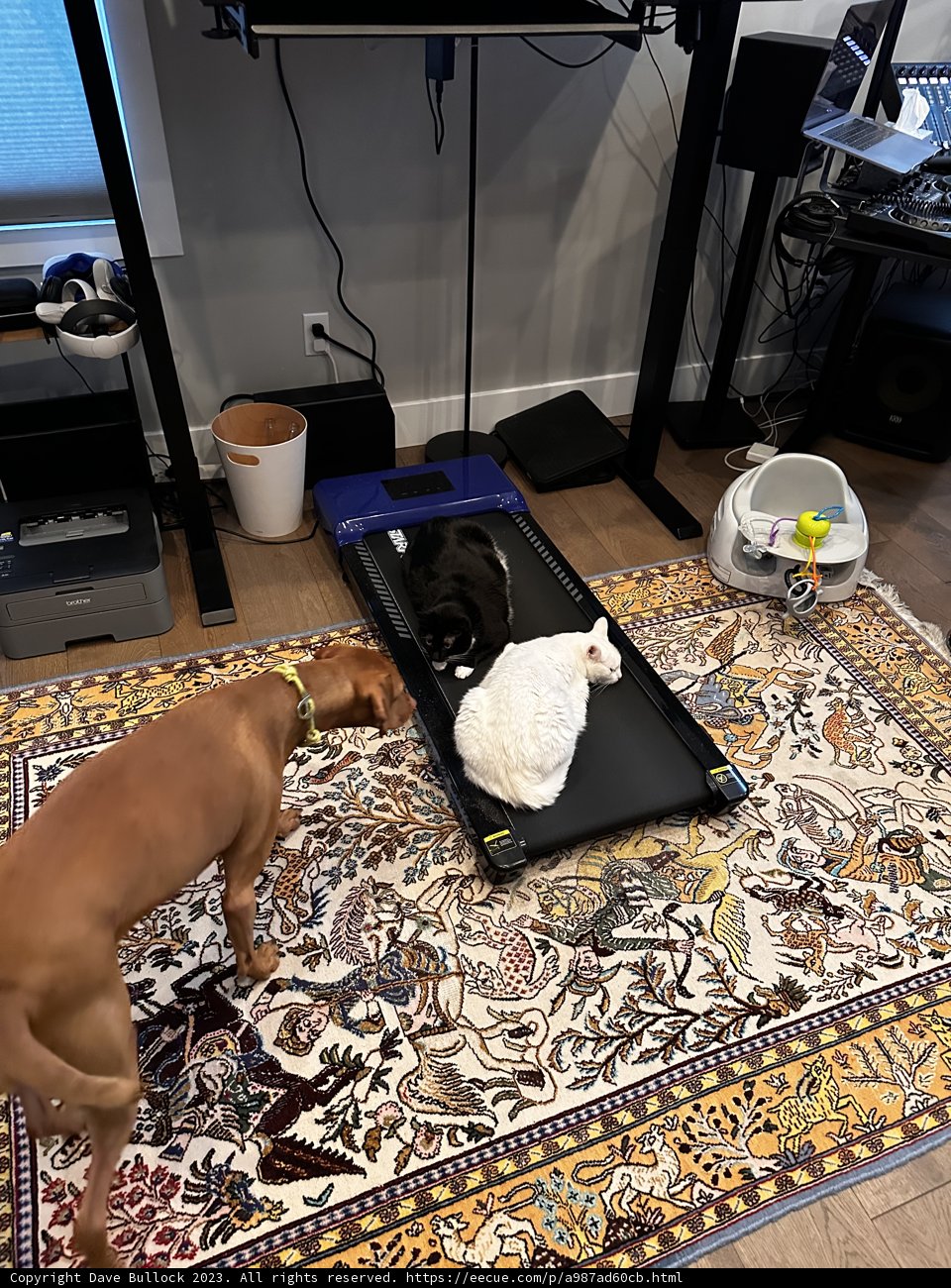 Furry Friends: Canine and Feline Playtime
