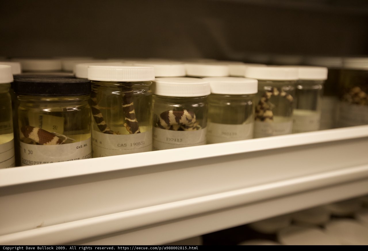 Insect Collection Shelf