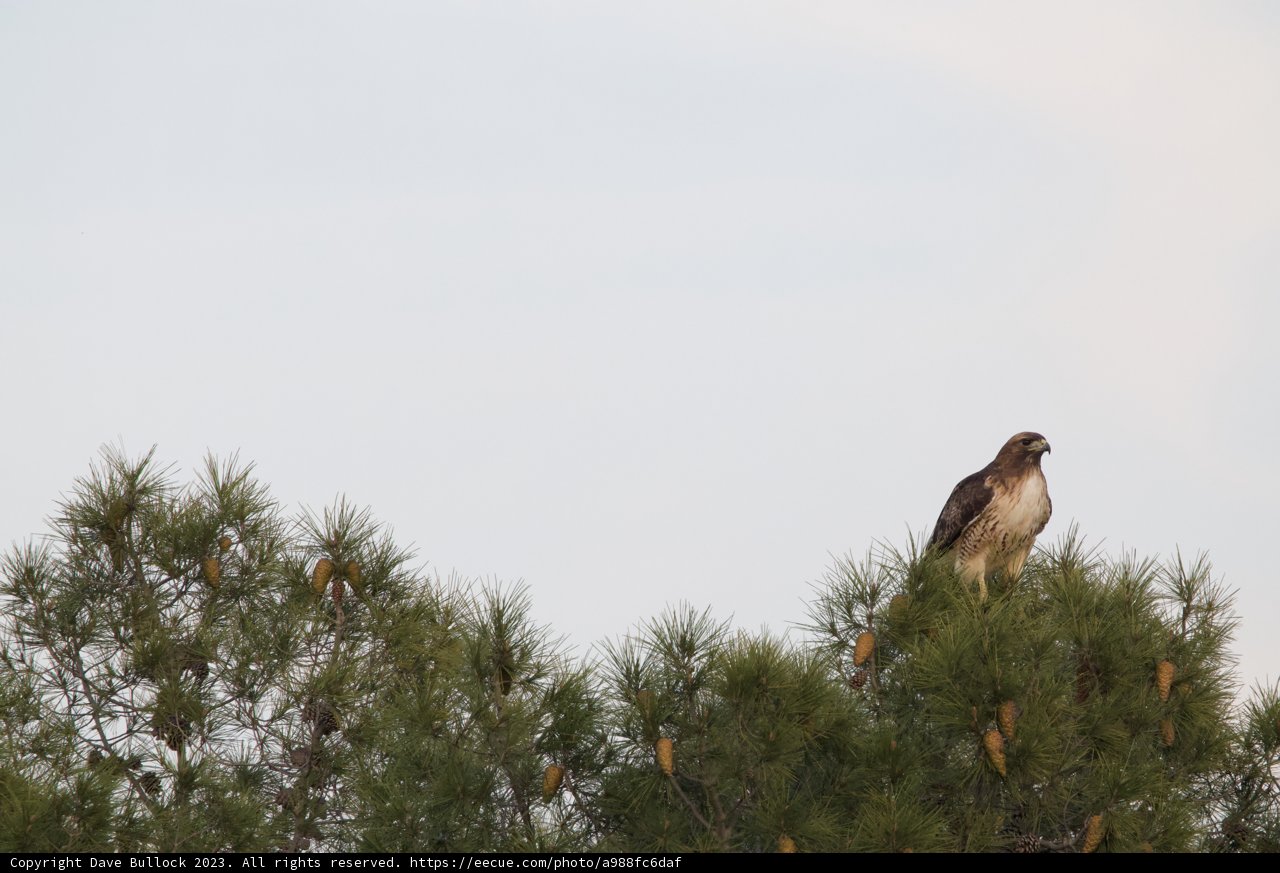 Majestic Perch - Dec 2023