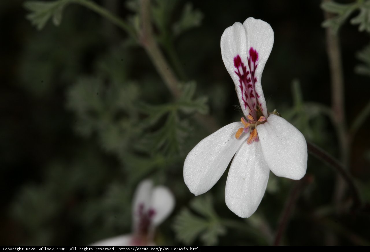 Spotted White Orchid