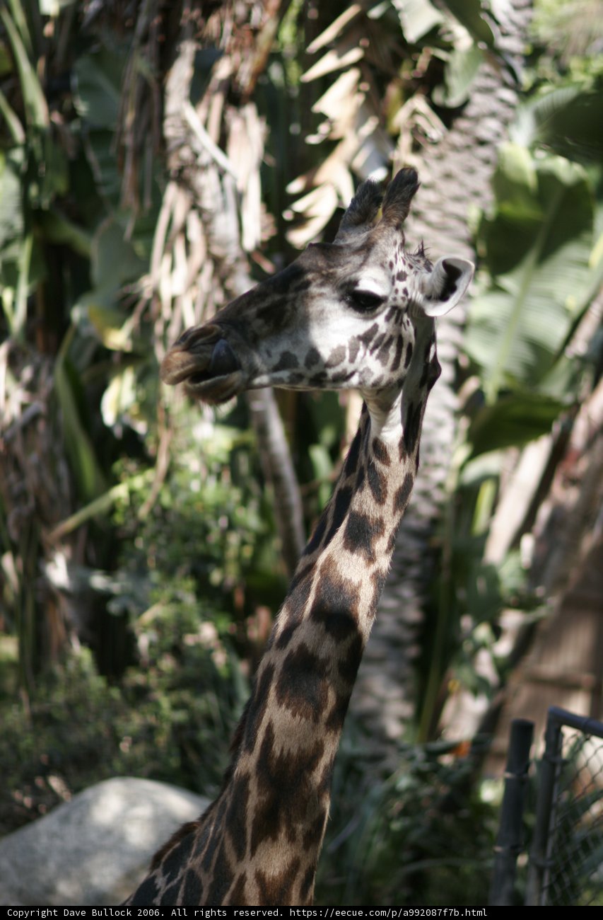 Majestic Giraffe in the Park