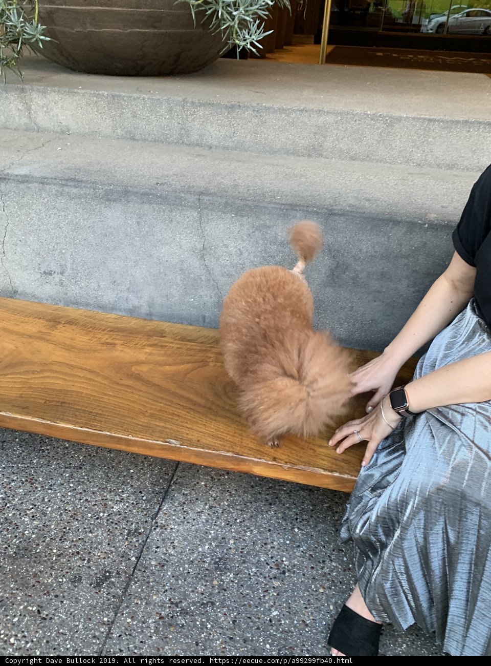 A Woman and Her Furry Companion