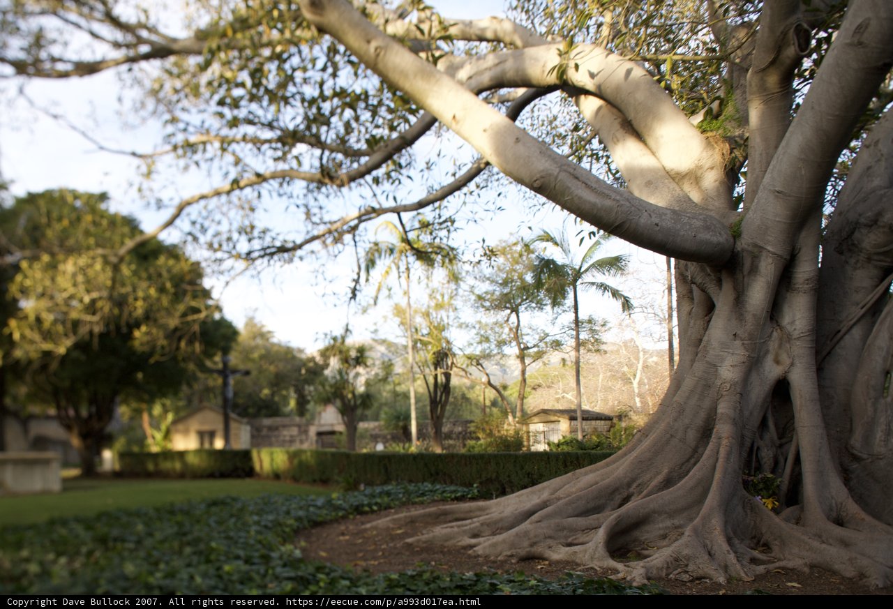 Majestic Tree at Santa Barbara Mission