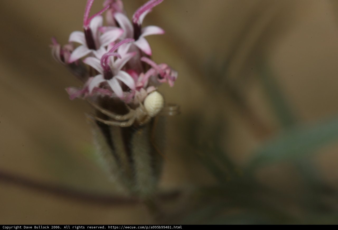 Garden Spider Enjoying Desert Orchid