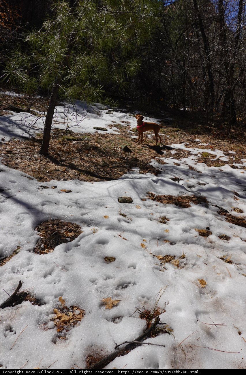 Winter Wonderland Walkies