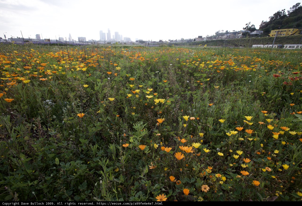 City Skyline and Wildflower Field