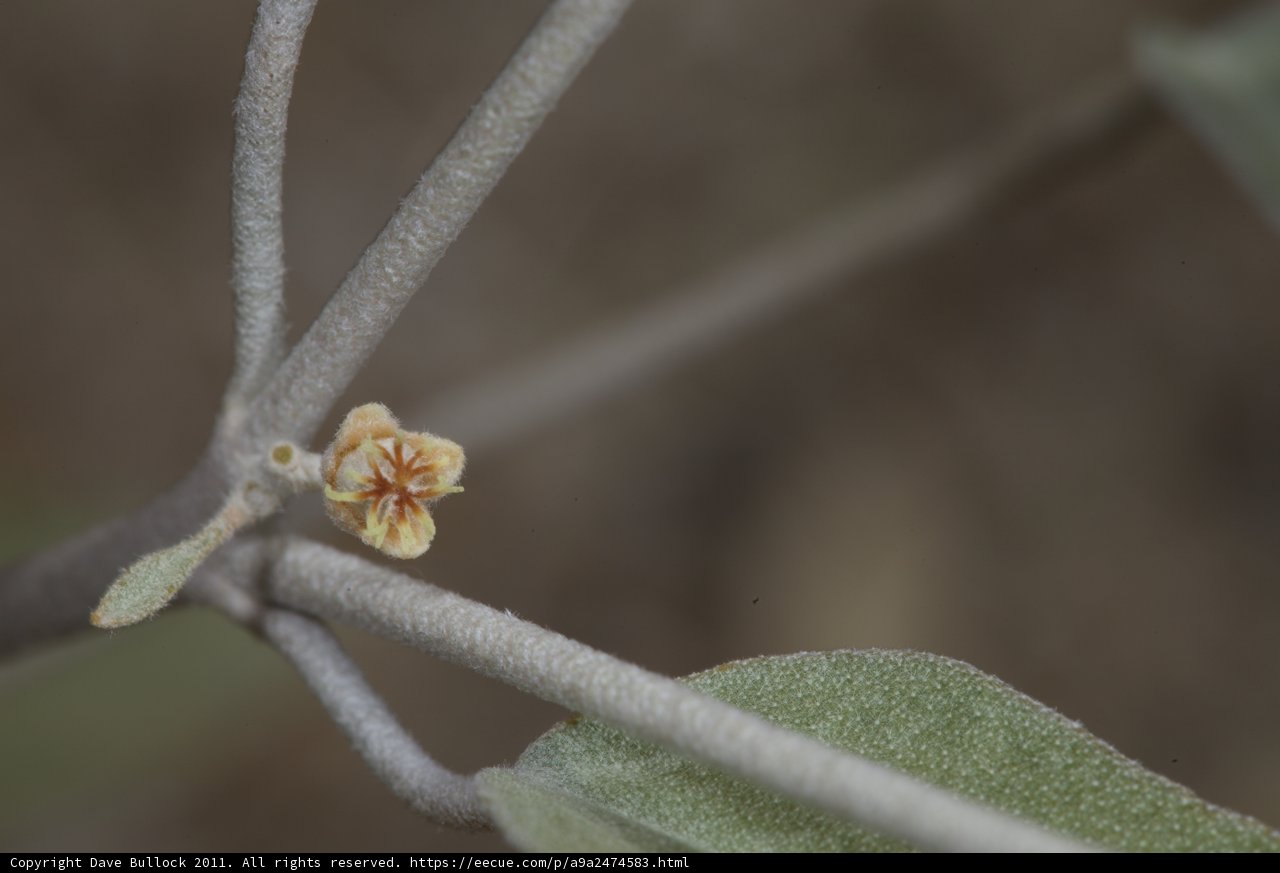 Delicate Bloom