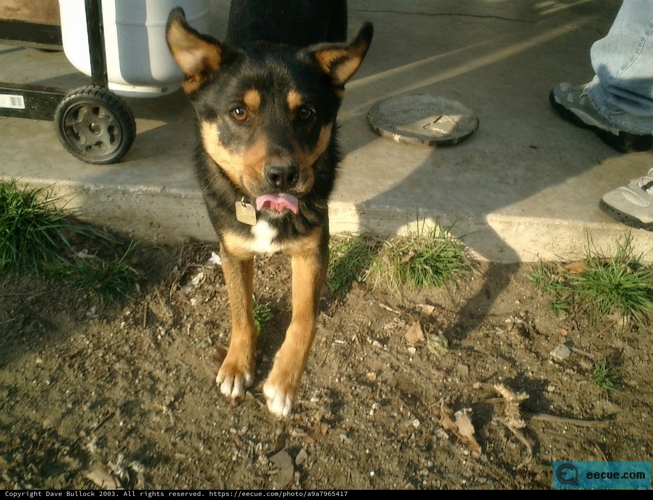 Smiling German Shepherd Poses on Car Wheel