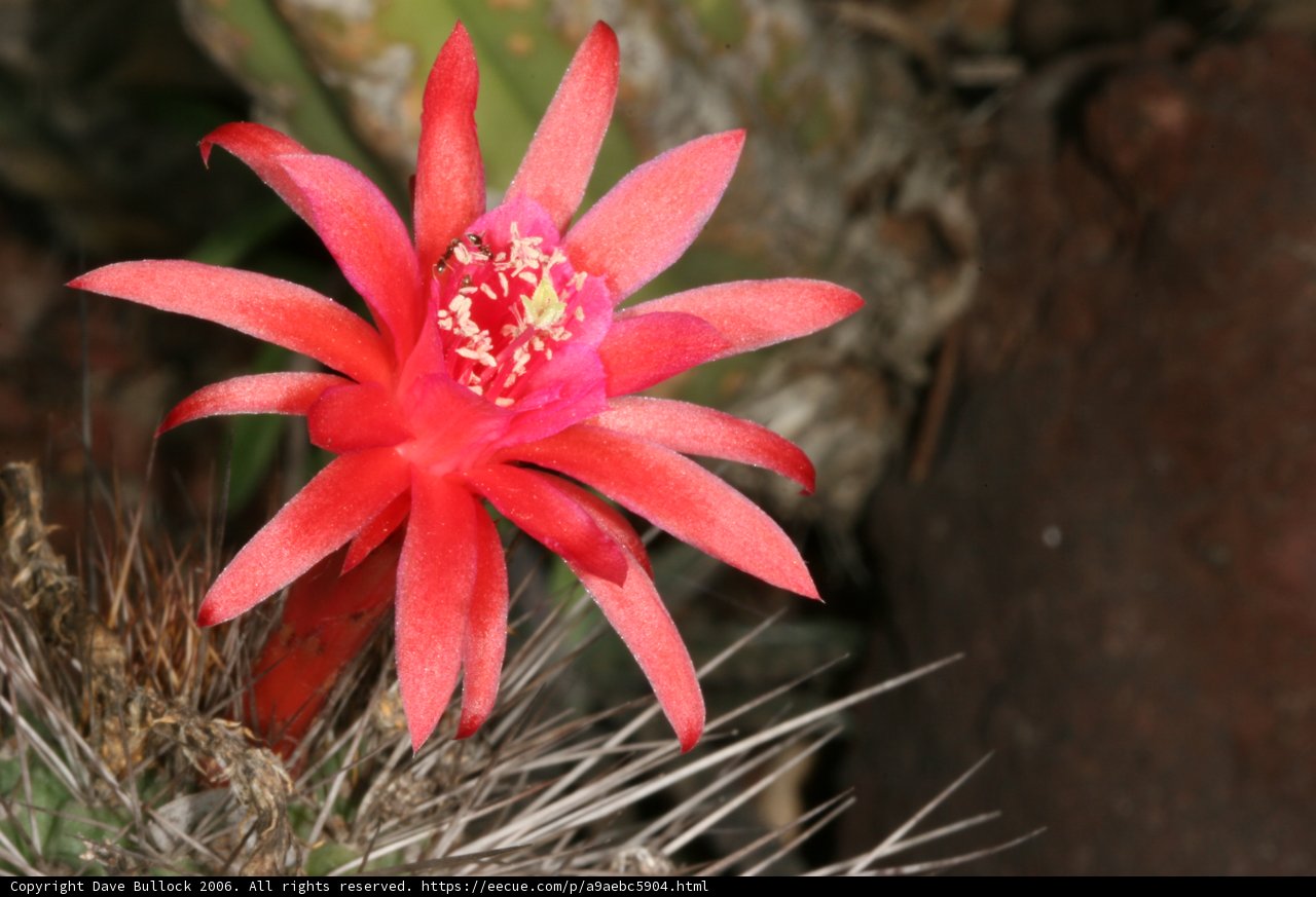 Vibrant Blooms of the Desert