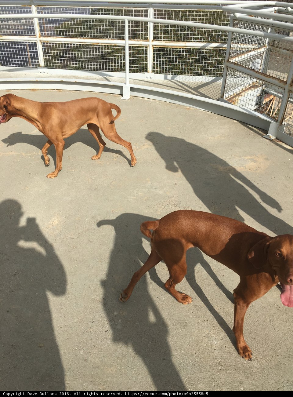 Two Dogs Taking a Stroll in the Santa Monica Mountains