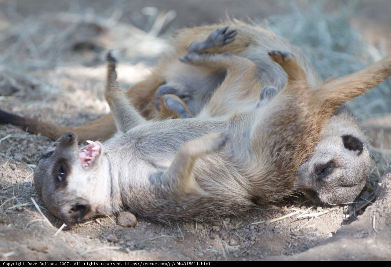 Meerkat Mayhem