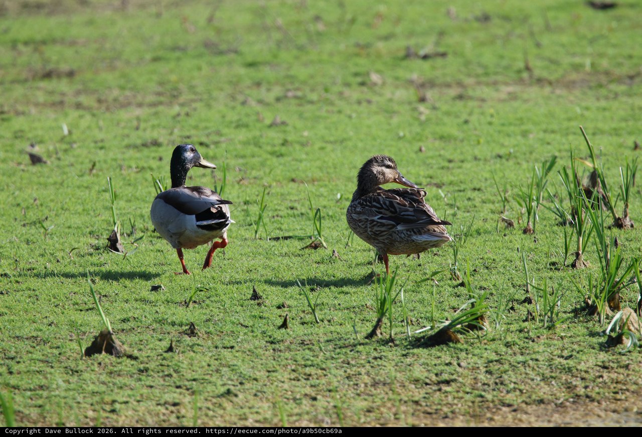 Mallard Duck Pair Walking Through Green Wetland Grass