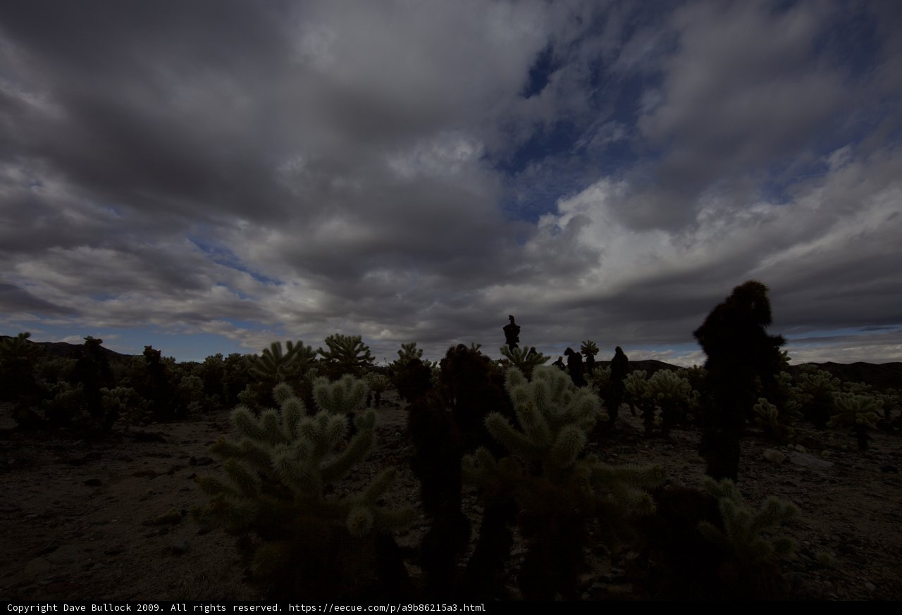 Desert Silhouette