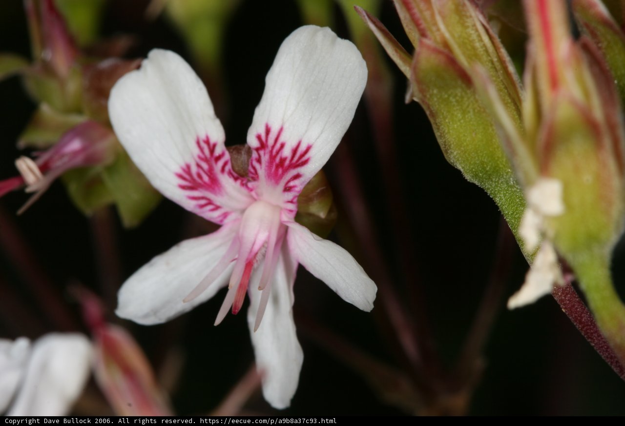 Geranium Blossoming