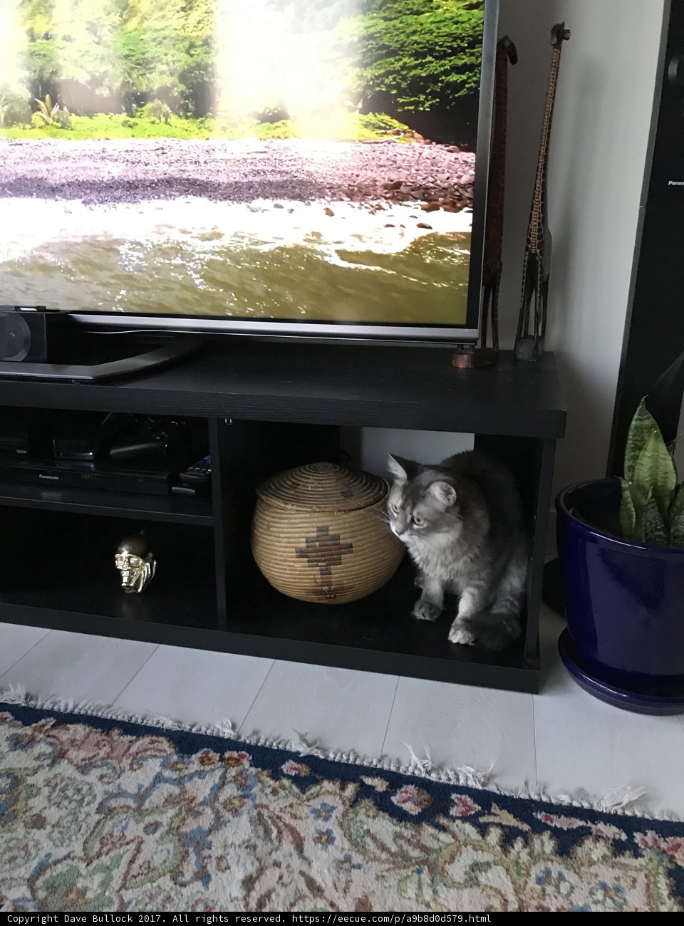 Feline Entertainment Center