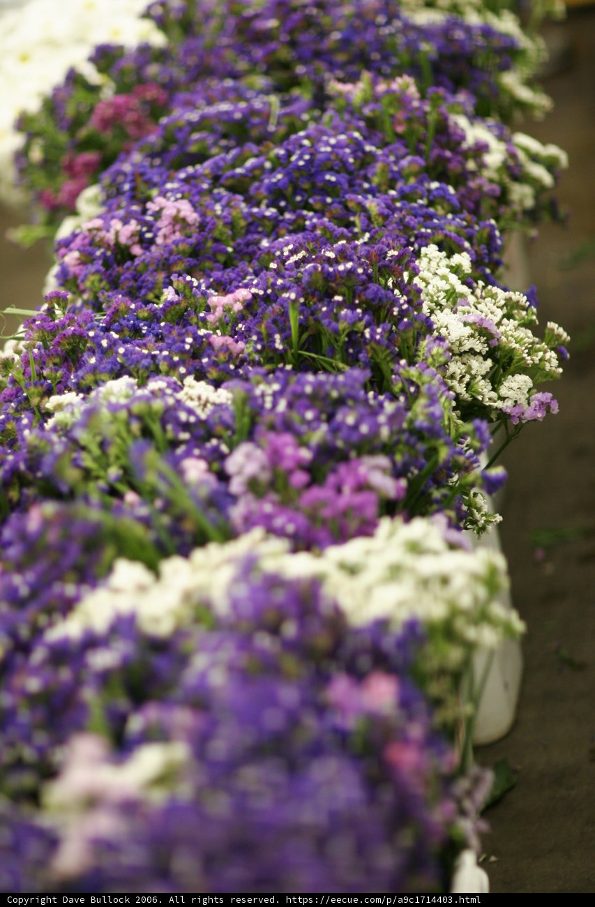 Garden of Flowers