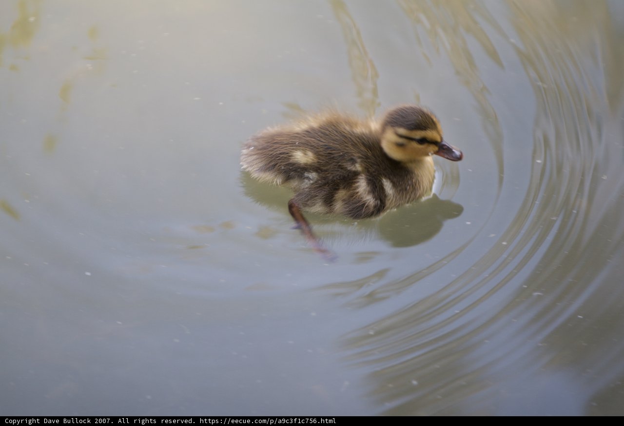 Serene Swim