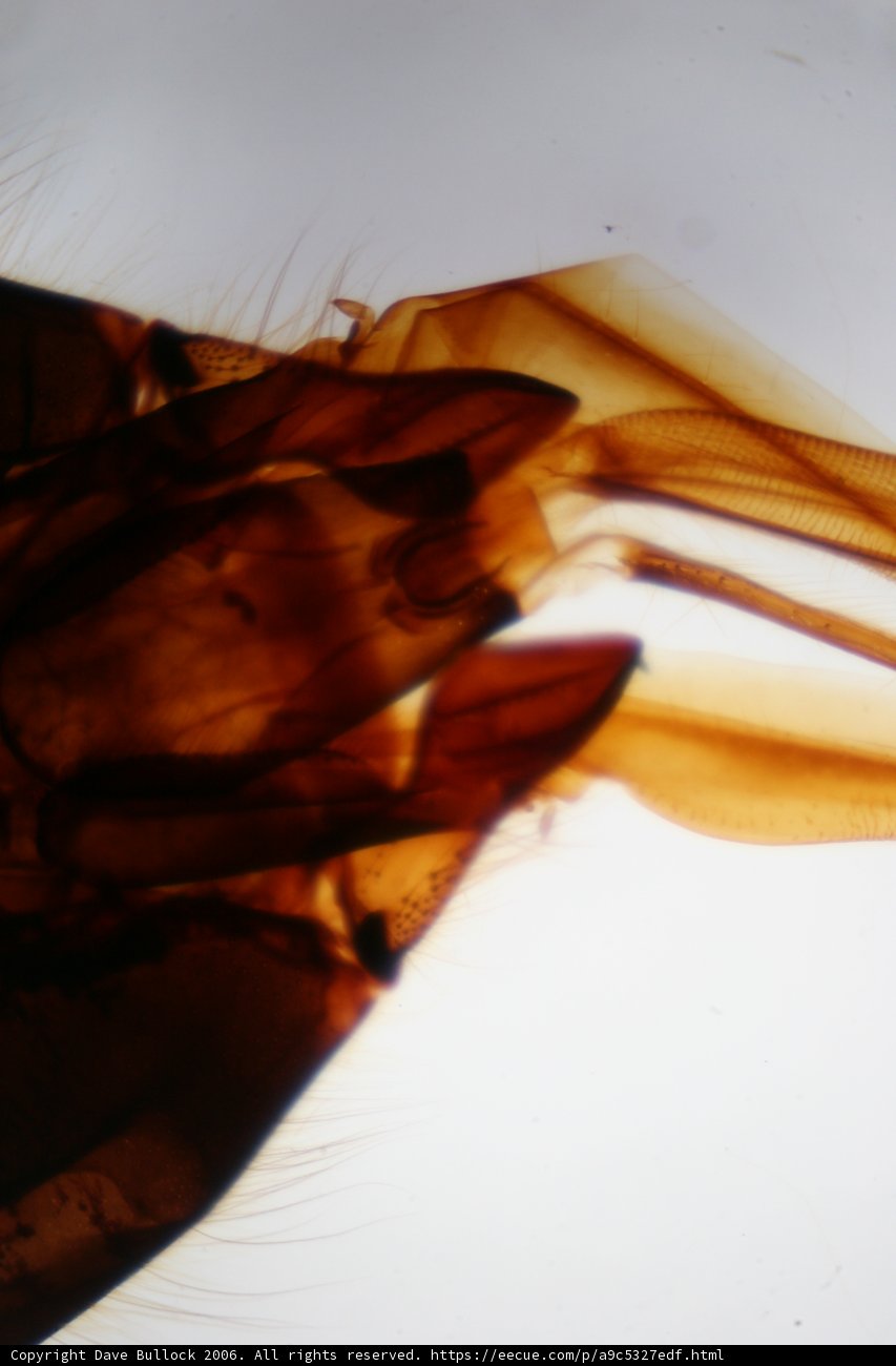 Up Close and Personal with a Flea