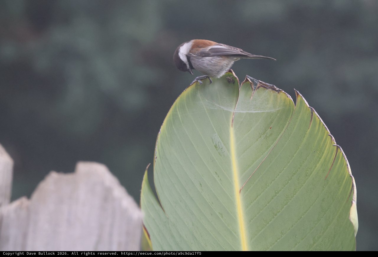 Chestnut-Backed Chickadee Perched on Banana Leaf