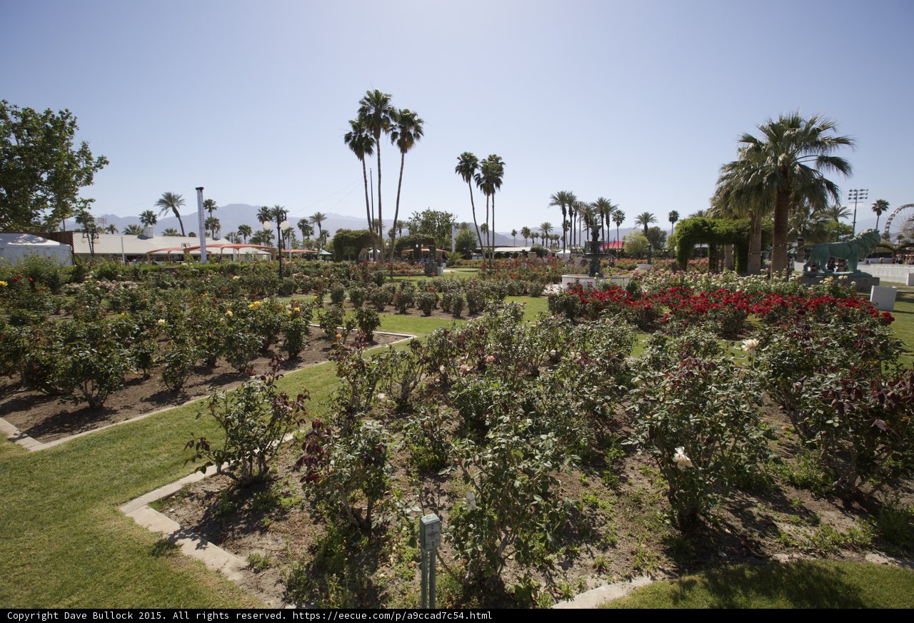 A Summer Stroll Through the Palm Tree Grove