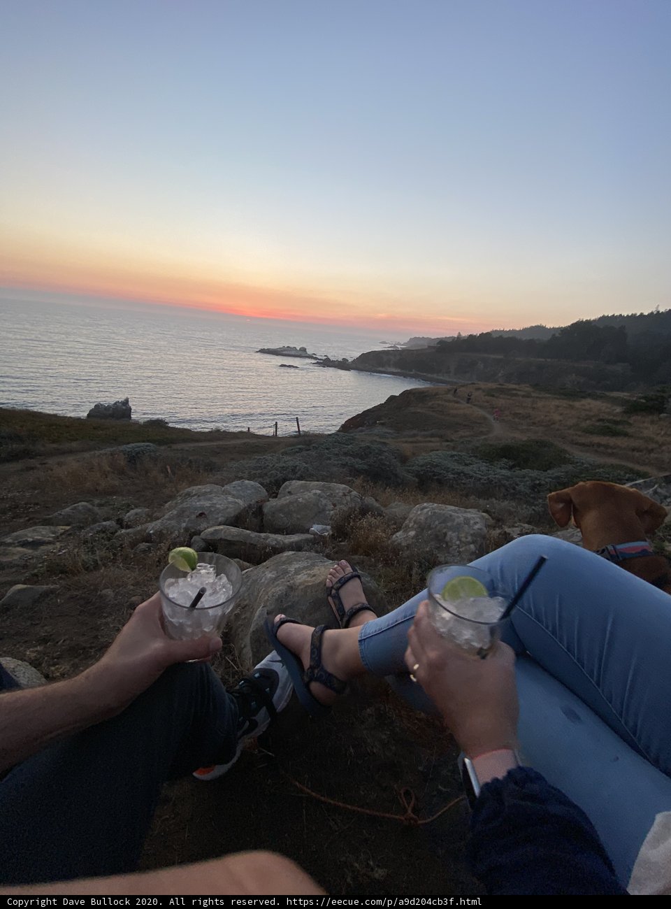 Beach Sunset Drinks with Your Furry Buddy