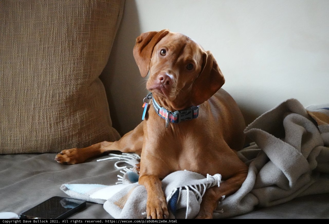 Cozy Canine on the Couch