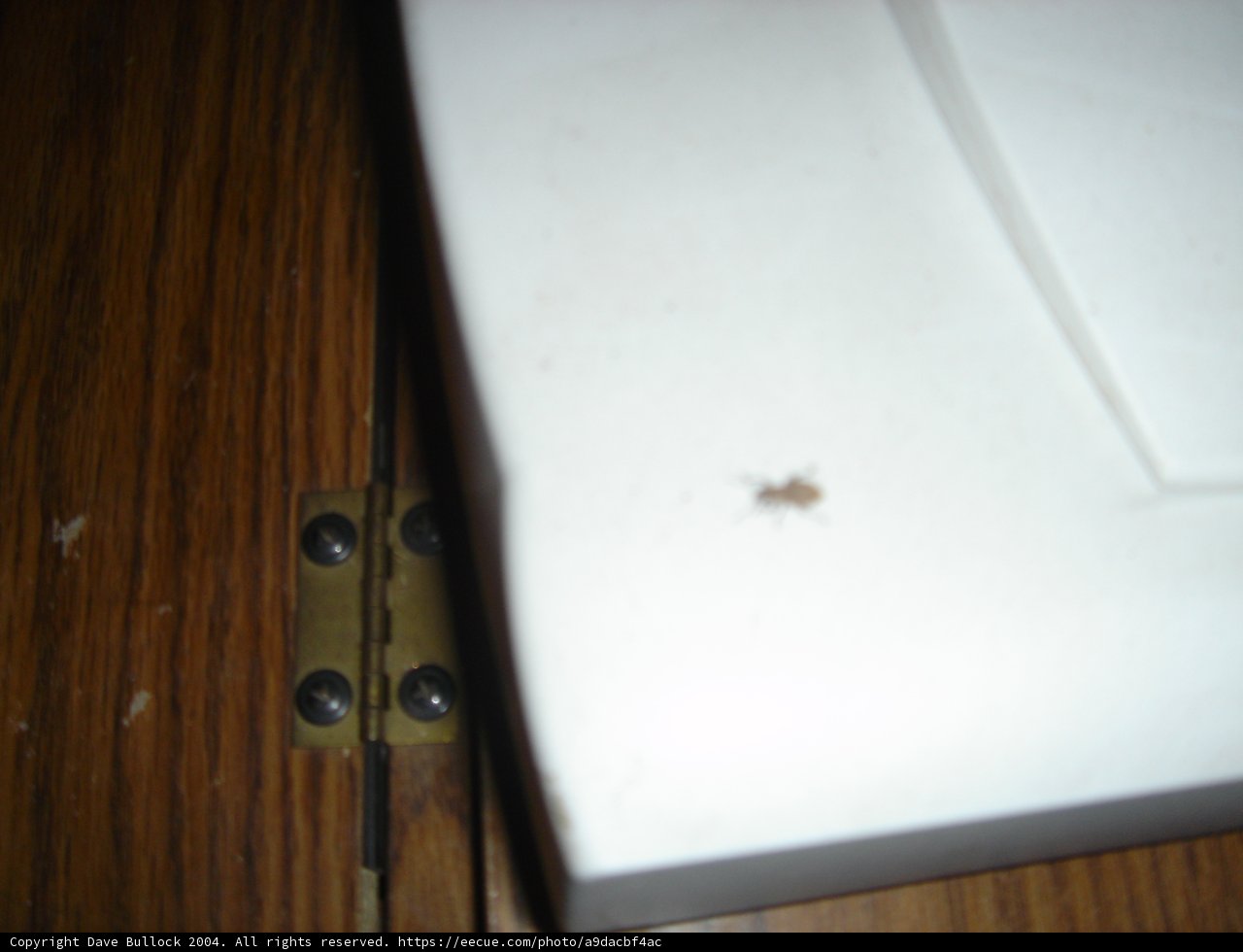 Intricate Invertebrate on Hardwood Surface