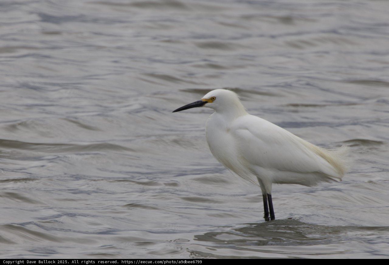 Graceful Presence in San Pablo Bay