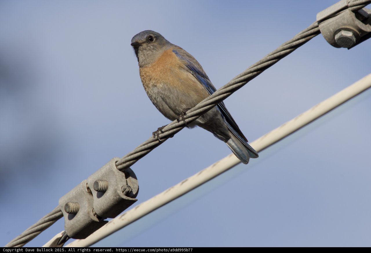 Perched in Serenity
