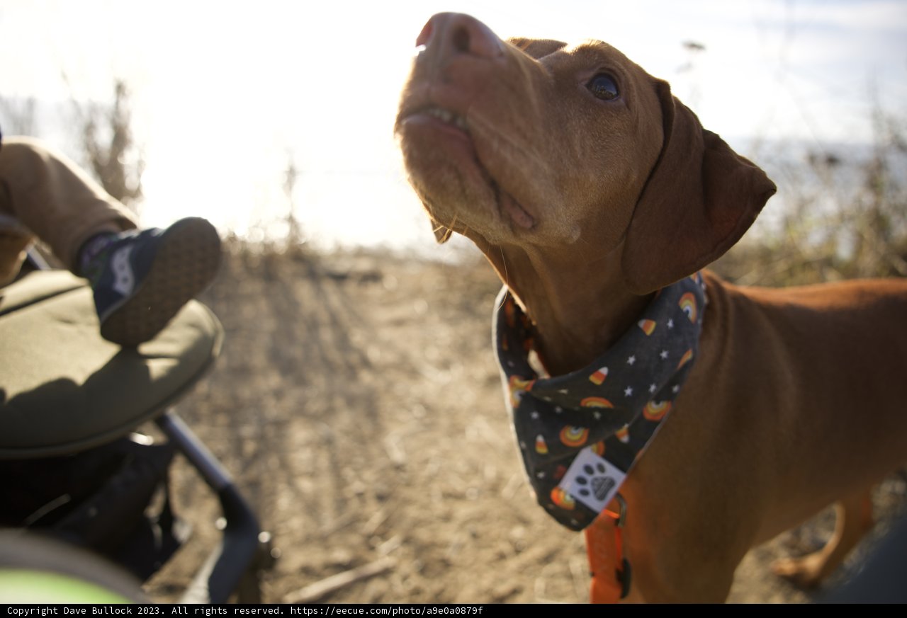 The Bandana Bandit of Halfmoon Bay