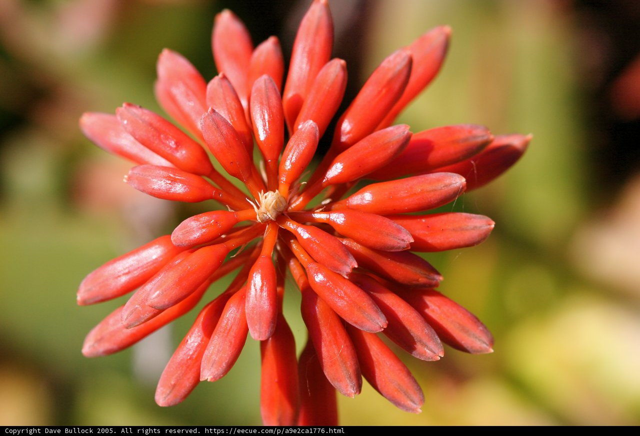 Radiant Red Dahlia