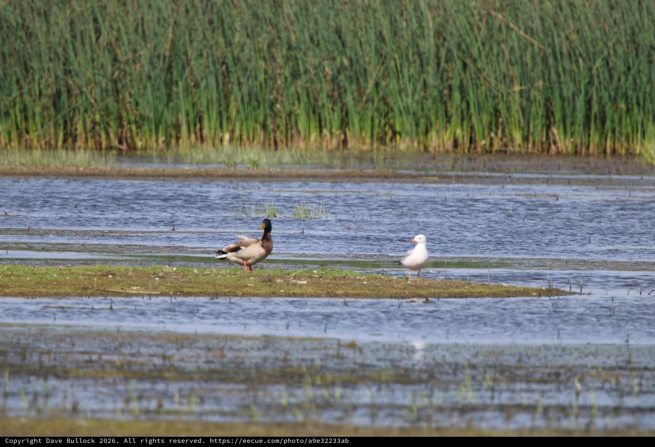 Duck and Gull Resting in Flooded Wetland Rice Field