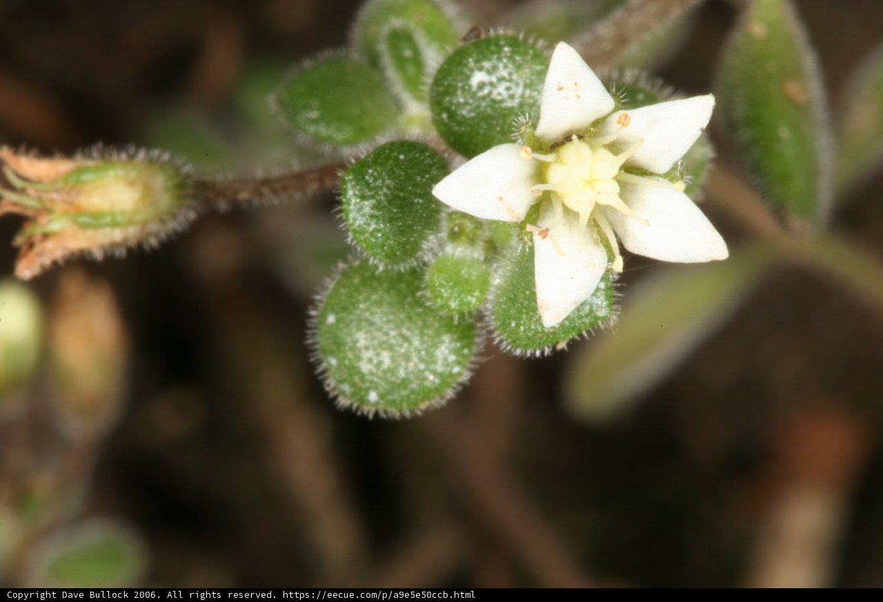 Delicate Blossom amidst Verdant Leaves