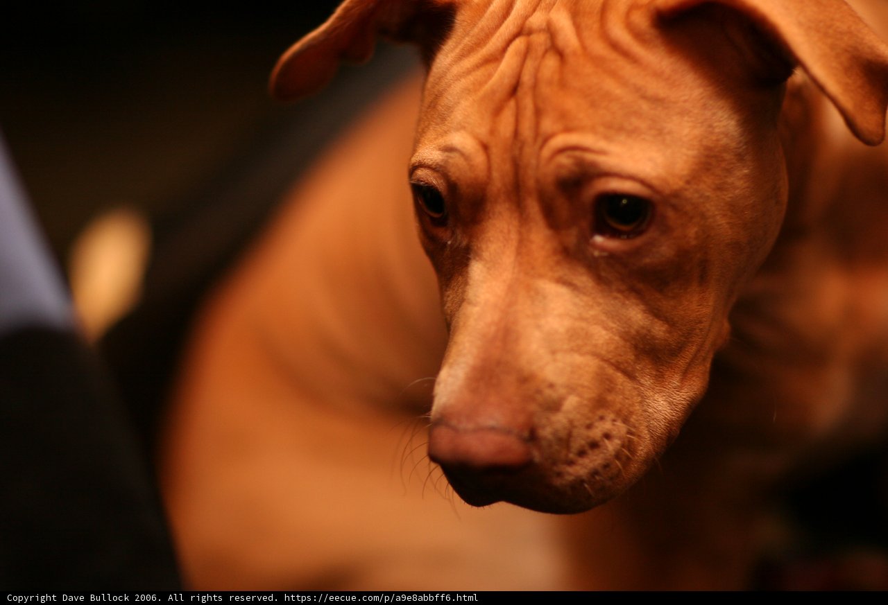 Inquisitive vizsla